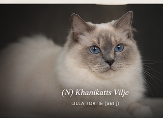 Illustrasjonsbilde av Billi