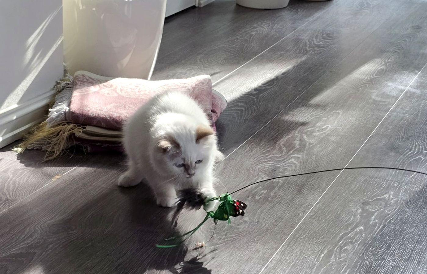Billi leker med fjærleke i sollyset