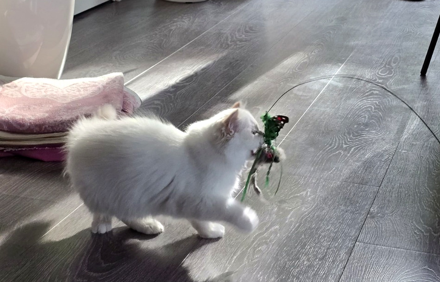 Billi følger fjærleken hjemme i stuen