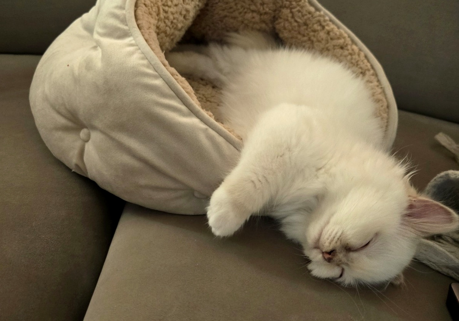 Billi sovende avslappet i sengen sin