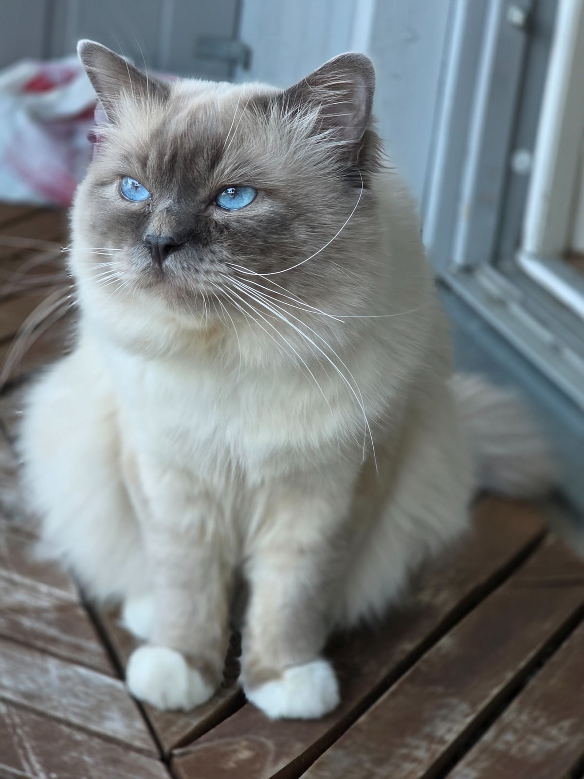 Safir, JCH KCH (N) Kamahama's Lord Kimball